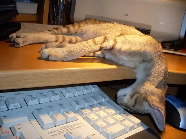 Коты и клавиатуры (33 фотки) ^.^