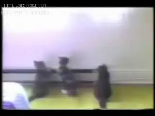 смешное видео про кошек