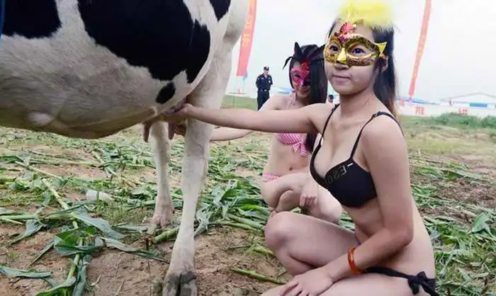 Странный китайский конкурс "Мисс дойная корова"