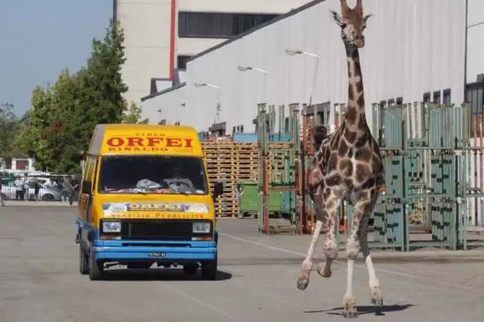 Побег жирафа в Италии