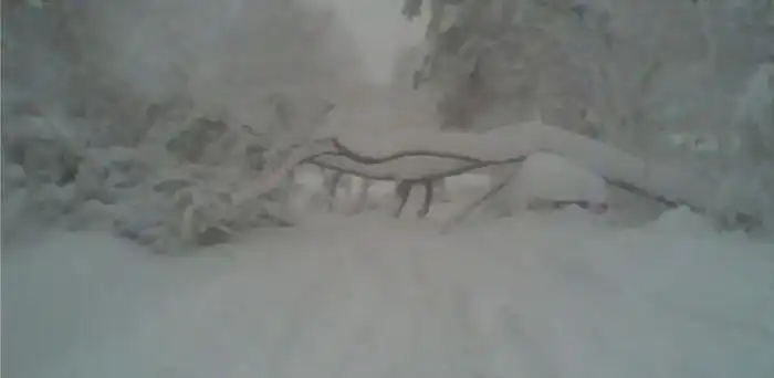 Сильный снегопад привел к падению дерева на автомобиль