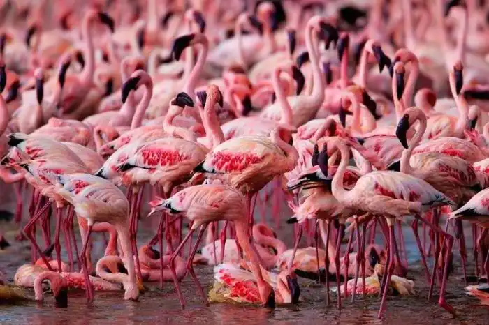 Необычное озеро, на котором собираются миллионы фламинго