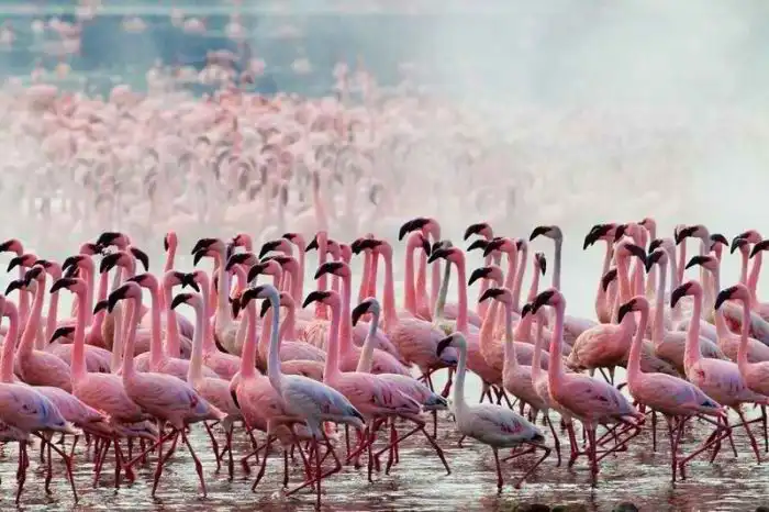Необычное озеро, на котором собираются миллионы фламинго