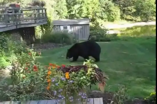 Медведь пришел в гости