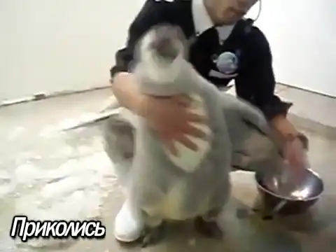 Китаец кормит пингвина