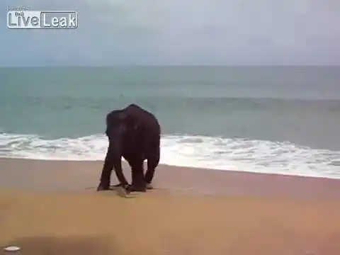 Слон с веревкой