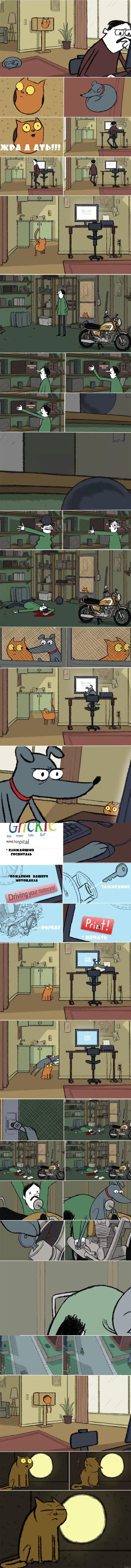 Вот почему я люблю собак больше чем котов