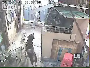 кража собак в Китае