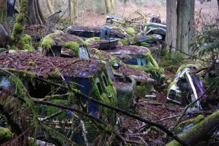 Таинственное кладбище заброшенных автомобилей в лесу