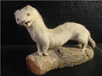 Ужасы таксидермии