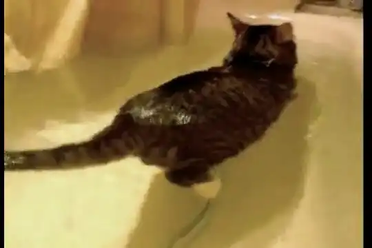 Кот который любит купаться