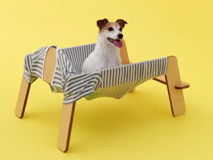 Дизайнерские объекты для собак