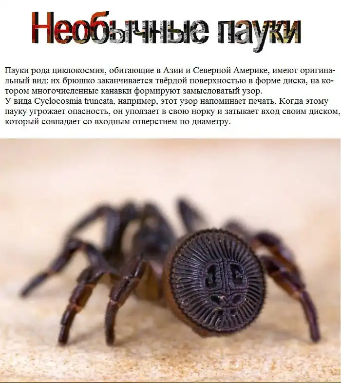 Редкие и необычные пауки