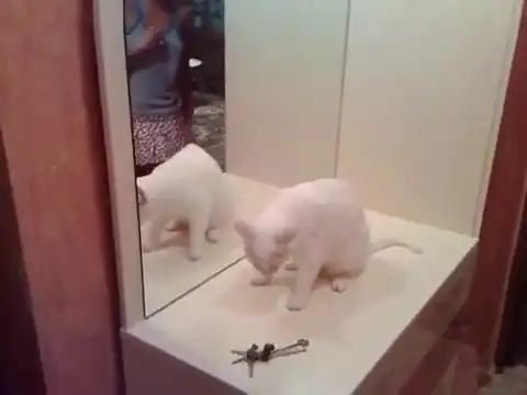 Кот пришел в бешенство при виде своего отражения в зеркале