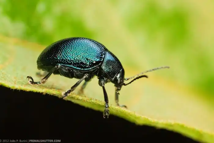 Удивительные макро синимки редких тропических насекомых