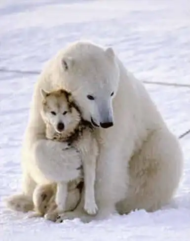 Дружба белых медведей с собаками