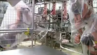 Как в производственных масштабах мясо готовят к продаже