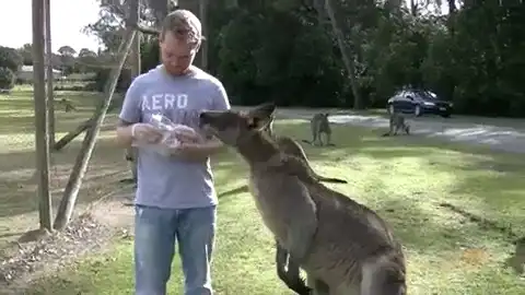 Как правильно кормить забавного кенгуру