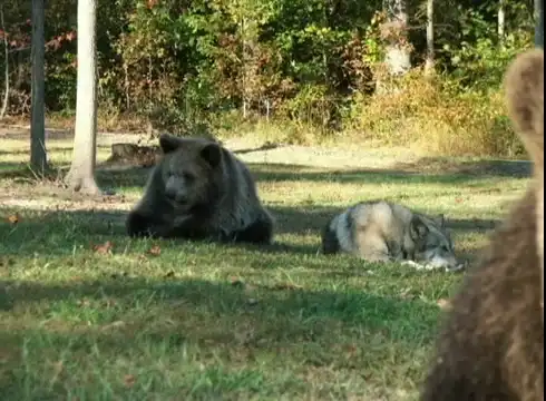 Жестокая битва: медведь против волка