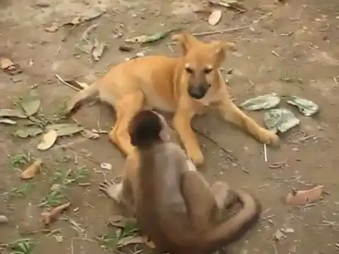 Реслинг: обезьянка против щенка