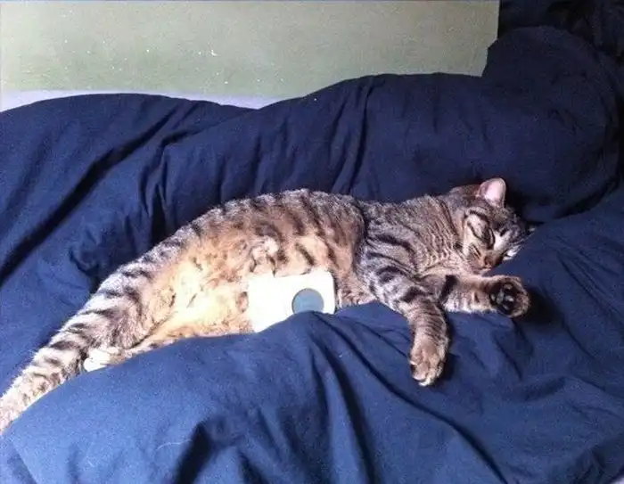 У кошек самый крепкий сон