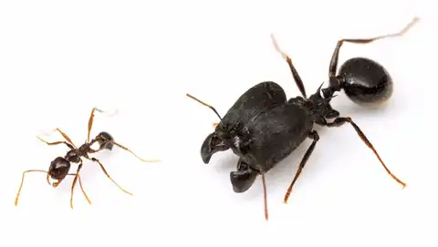 Ученые создали суперсолдат из обычных муравьев