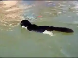 Кот, который очень любит плавать!