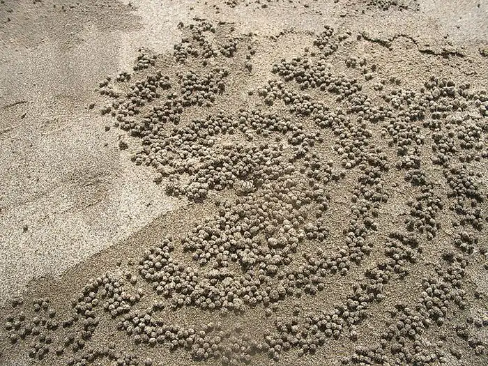 Необычные рисунки на песке