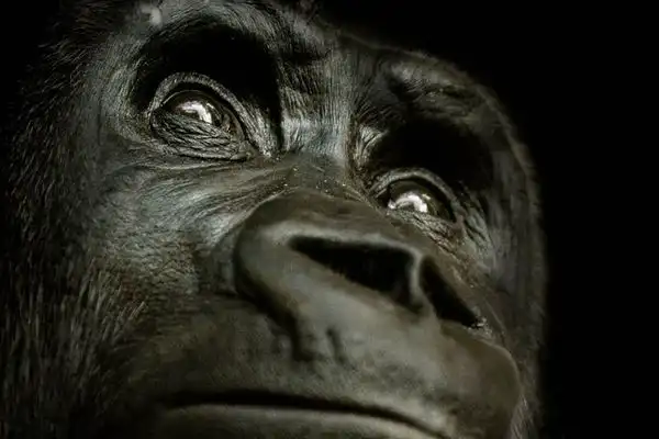 Эти удивительные гориллы: факты