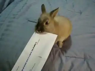 Как открыть письмо кроликом..