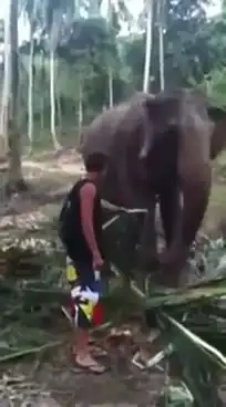 Не надо было кормить этого слона