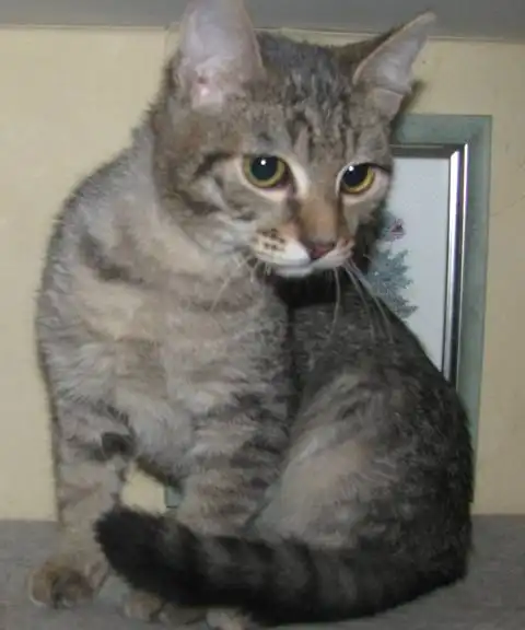 Серый умничка-полосатик - в добрые руки! (6 месяцев)