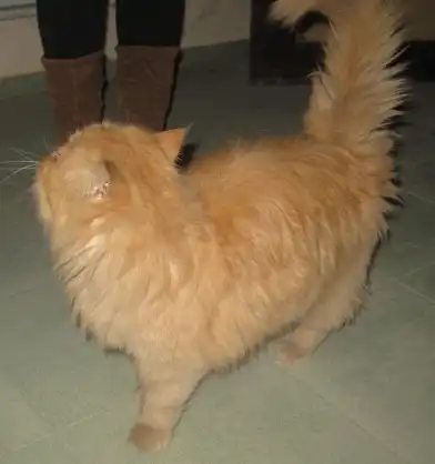 Найдена кошка(кот) рыжий перс