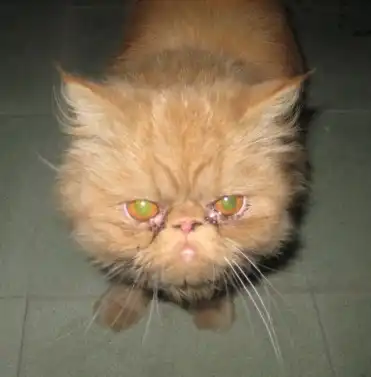 Найдена кошка(кот) рыжий перс