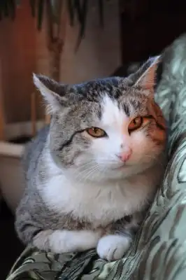 Шикарный котяра