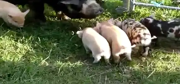 Мама учит маленьких свинок летать