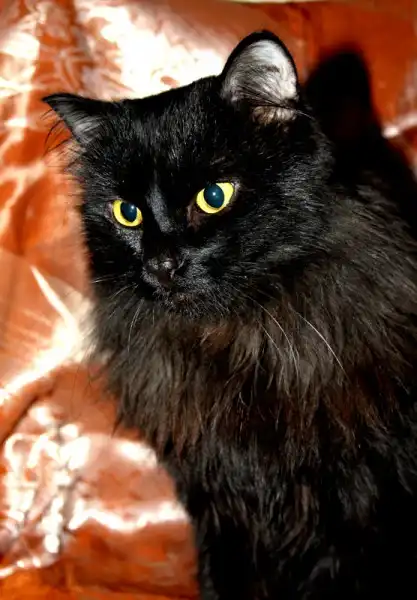 Шикарный чёрный кот-красавец - в добрые руки!