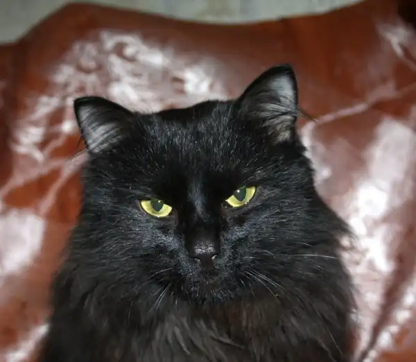 Шикарный чёрный кот-красавец - в добрые руки!