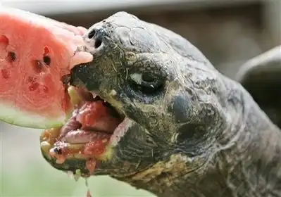 Забавные черепахи