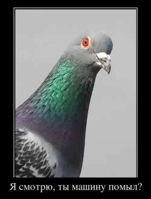 Картинки в черной рамке