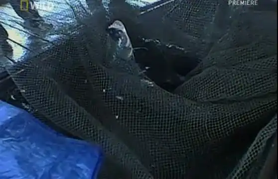 Ка-а-а-а-арп!!!!!!!!!!!