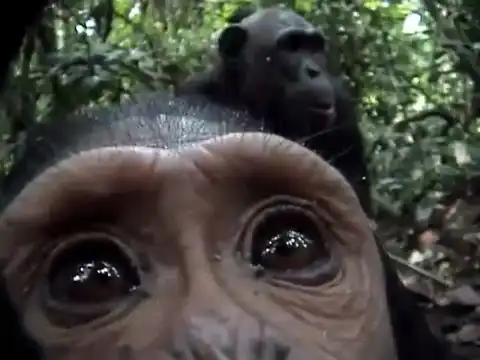 Любопытные обезьянки нашли скрытую камеру