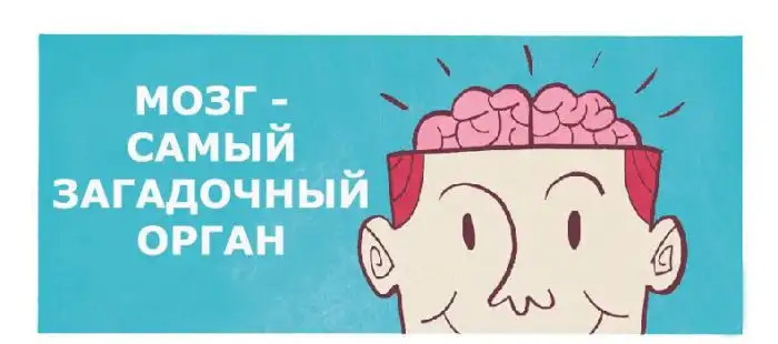 Как работает наш мозг