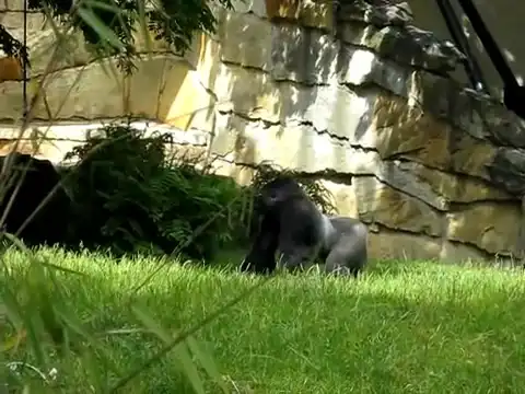 Наглая горила издевается над уборщиками в зоопарке