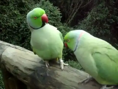 Очень милые разговаривающие попугаи