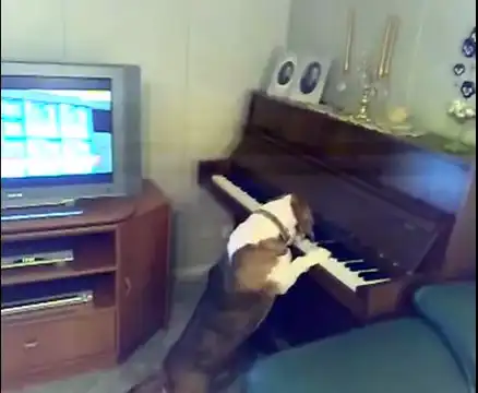 Талантливый песик играет на пианино и подпевает