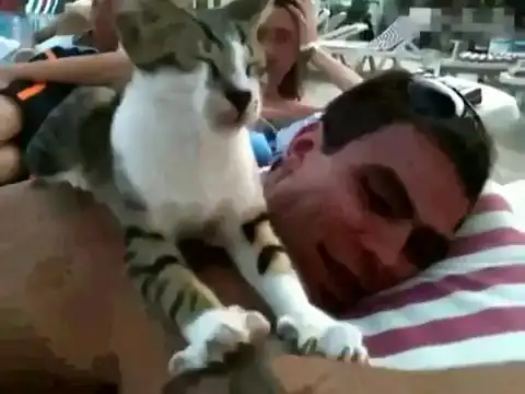 Кот - массажист