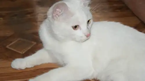 Ждет заботливых хозяев белый котенок