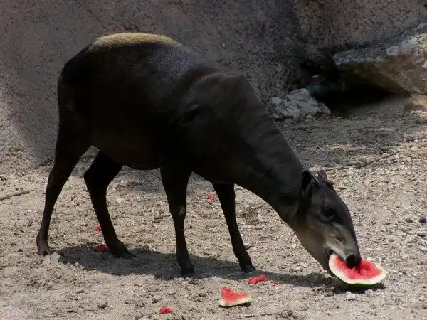 Все любят арбузы.