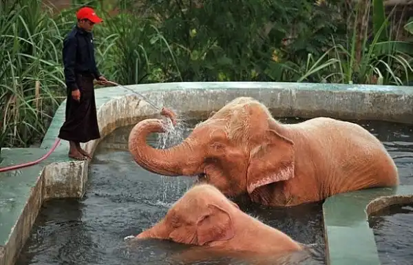 Розовые слоны существуют